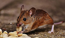 24 Hour & Emergency Exterminators in Villamont, VA